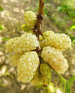 Шелковица белая Медовая крупноплодная (средний срок созревания)