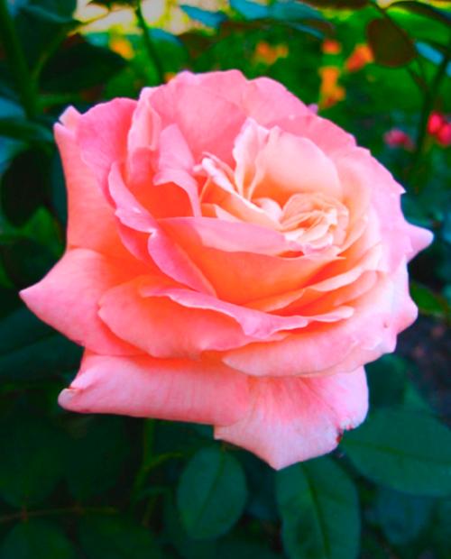 Роза чайно-гибридная Сусанна розовая (саженец класса АА+) высший сорт фото-1