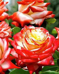 Роза чайно-гибридная Императрица Фарах биколор (саженец класса АА+) высший сорт